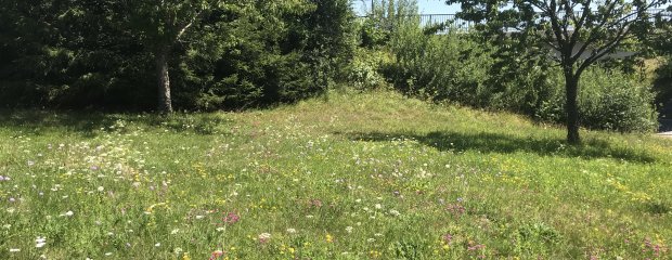 Blühende Wiesenflächen und artenreiche Gehölze sind als Ausgleich für den Ausbau der Staatsstraße 2128 westlich Breitenberg bei Gegenbach (Gemeinde Sonnen) entstanden. Ähnlich werden Böschungen und Wiesen auch entlang der B 12 bei Salzweg aussehen, wenn die Bauarbeiten beendet sind und die Ausgleichsmaßnahmen greifen.