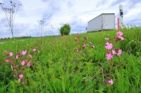 Blüten am Wegrand bieten den Insekten Nahrung: Zwischen der St 2142 von Straubing nach Aiterhofen und dem parallel verlaufenden Radweg wurde 2019 ein sogenannter „Bienen-Highway“ angelegt.