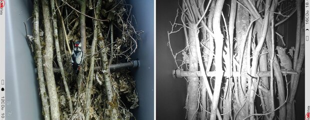 Die Querungshilfe für Haselmäuse und andere Kleintiere bei Vilshofen ist ein Pilotprojekt, das durch ein mehrjähriges Monitoring begleitet wird. Dabei hat sich bereits gezeigt: Wald- und Spitzmäuse, Eichhörnchen, Zaunkönig, Mönchsgrasmücke und Buntspechte nutzen die Ha-selmausbrücke gerne zur Futtersuche. Die Querungshilfe für Haselmäuse und andere Kleintiere bei Vilshofen ist ein Pilotprojekt, das durch ein mehrjähriges Monitoring begleitet wird. Dabei hat sich bereits gezeigt: Wald- und Spitzmäuse, Eichhörnchen, Zaunkönig, Mönchsgrasmücke und Buntspechte nutzen die Ha-selmausbrücke gerne zur Futtersuche.