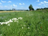 Es braucht etwas Zeit, doch dann entstehen insektenfreundliche Wiesenflächen, die vielen Tier- und Pflanzenarten eine Heimat bieten.