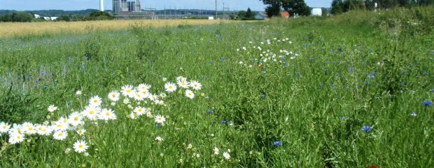 Es braucht etwas Zeit, doch dann entstehen insektenfreundliche Wiesenflächen, die vielen Tier- und Pflanzenarten eine Heimat bieten.